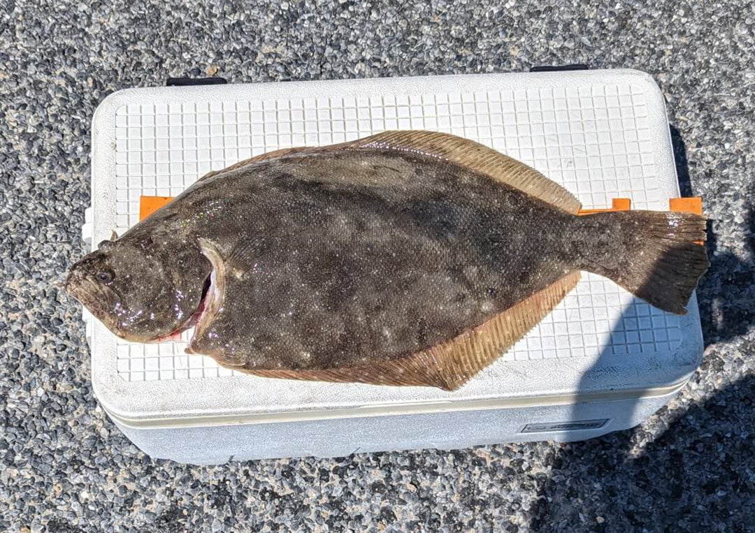 An angler jigged up this 24-inch, 6.4-pound flounder in the surf the other day.