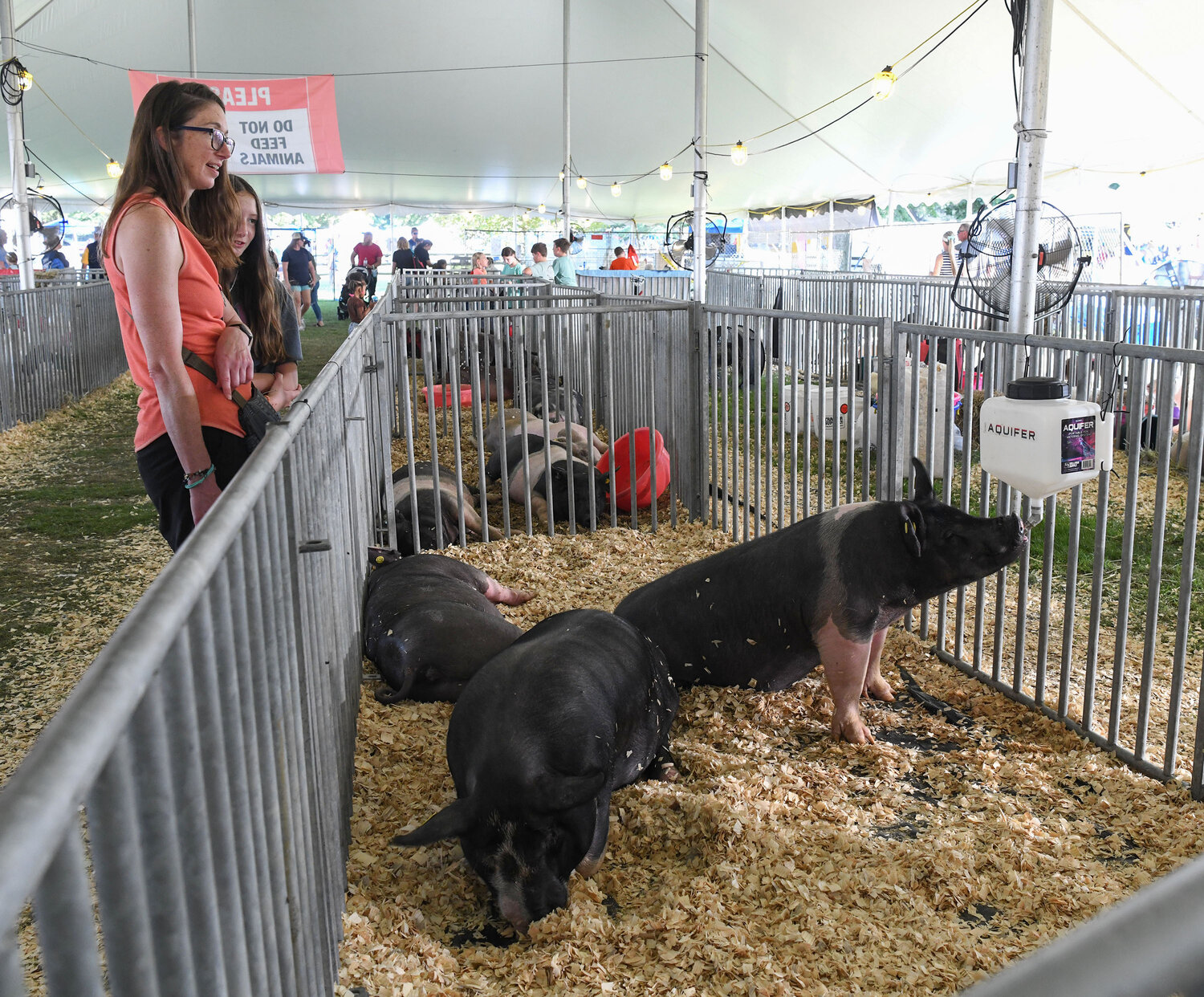 Fairgoers look at the animals during the annual Wicomico County Fair this past weekend.