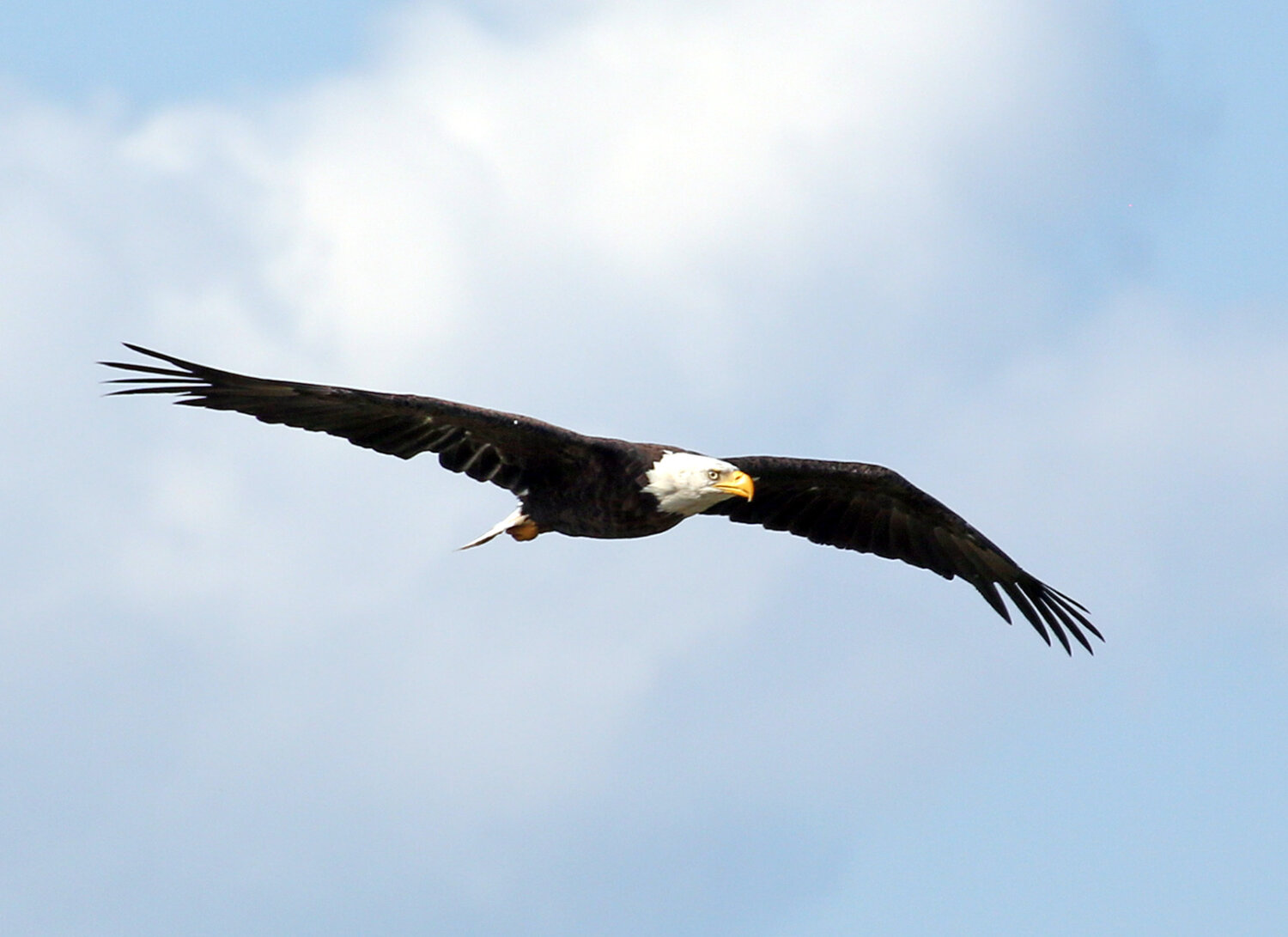 A bald eagle soaring at Blackwater Refuge in Dorchester County.