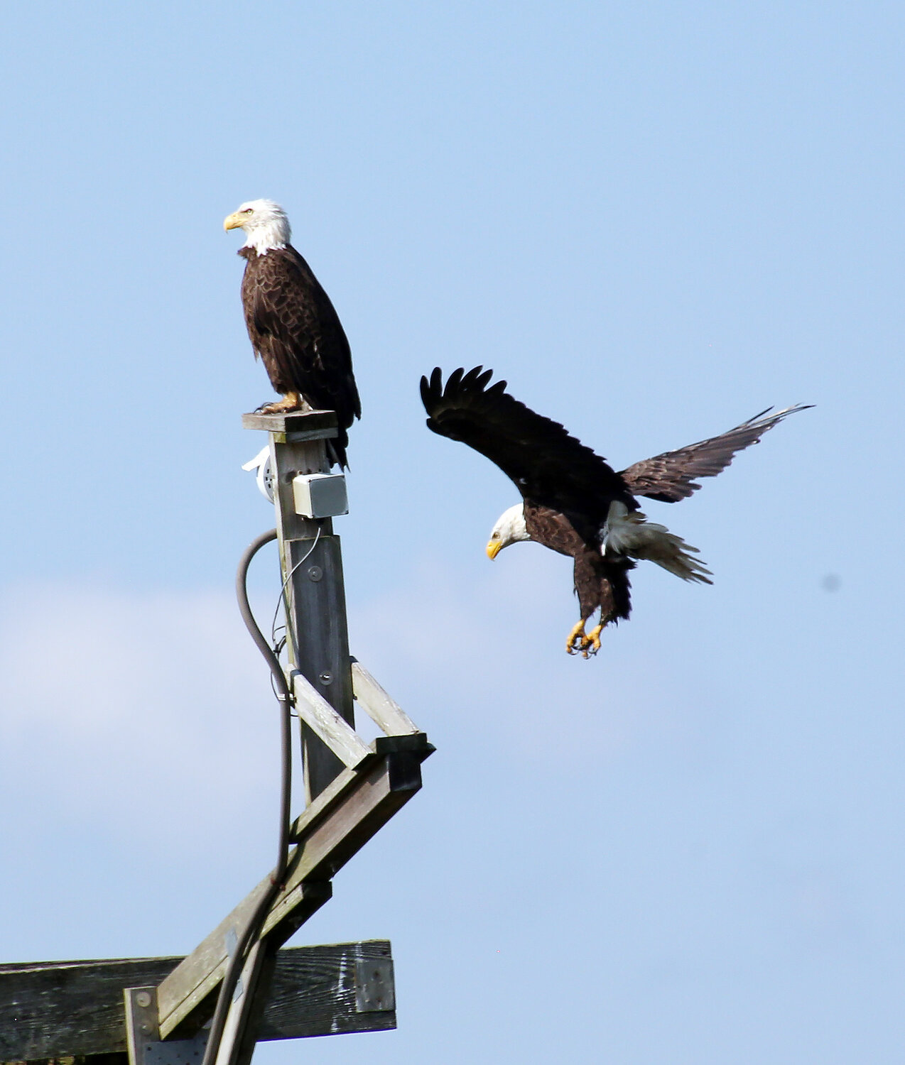 Two bald eagles congregate on a summer day at Blackwater National Refuge.