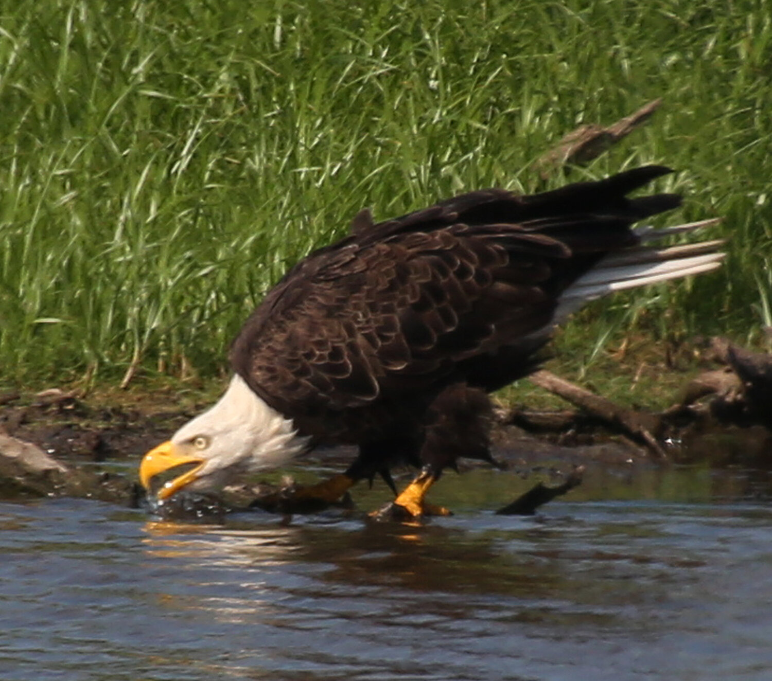 A bald eagle hunts along the marshline.