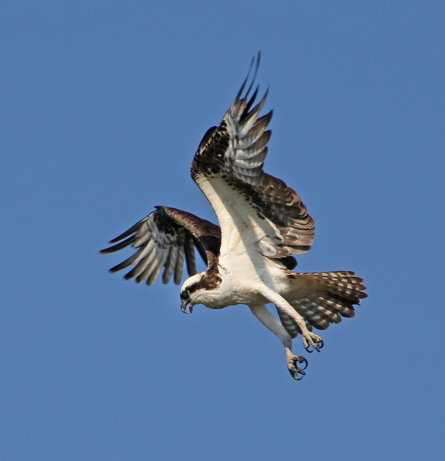 An osprey begins its attack plunge.