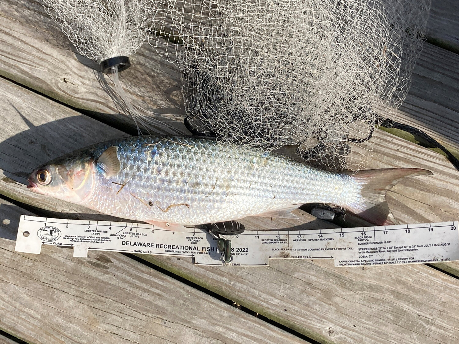 George Frigm netted this beast of a mullet, or cob mullet, in the Assawoman Bay. Mullet rigs will be the rig of choice soon for late summer blues.