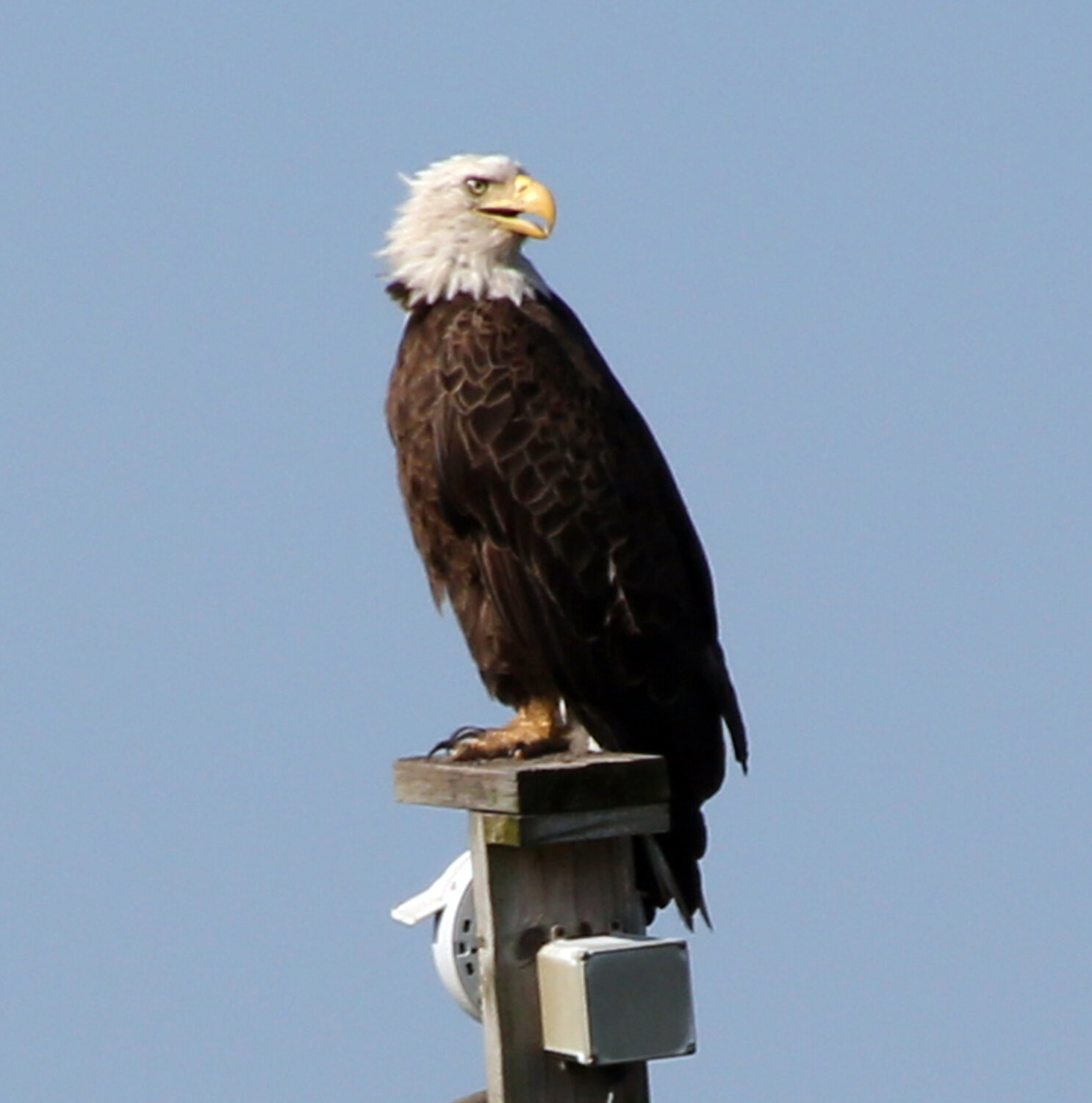 A bald eagle watches over Blackwater National Wildlife Refuge in Dorchester County, Maryland.