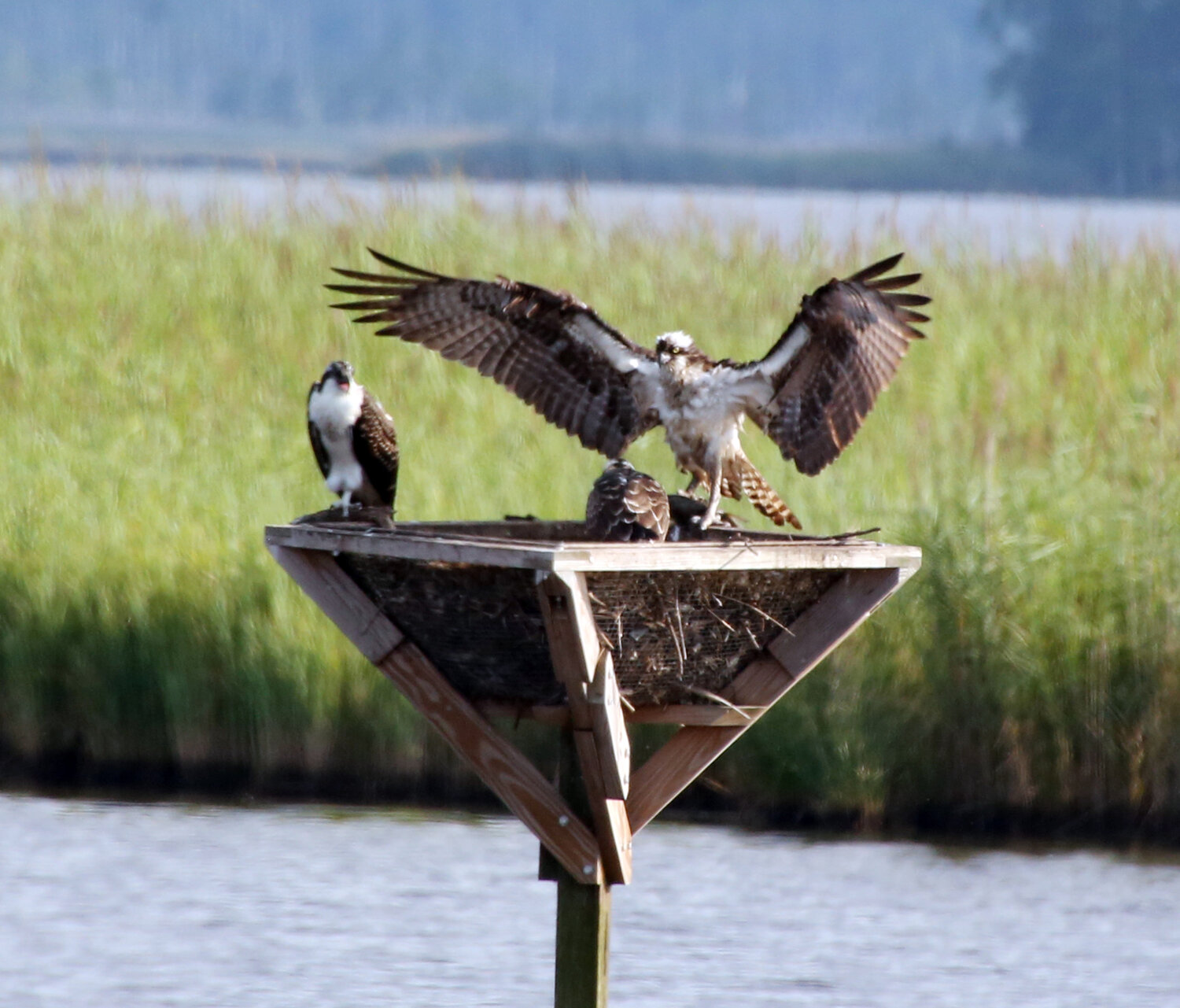 An osprey treats his family to a fish at the Blackwater National Wildlife Refuge in Dorchester County, Maryland.
