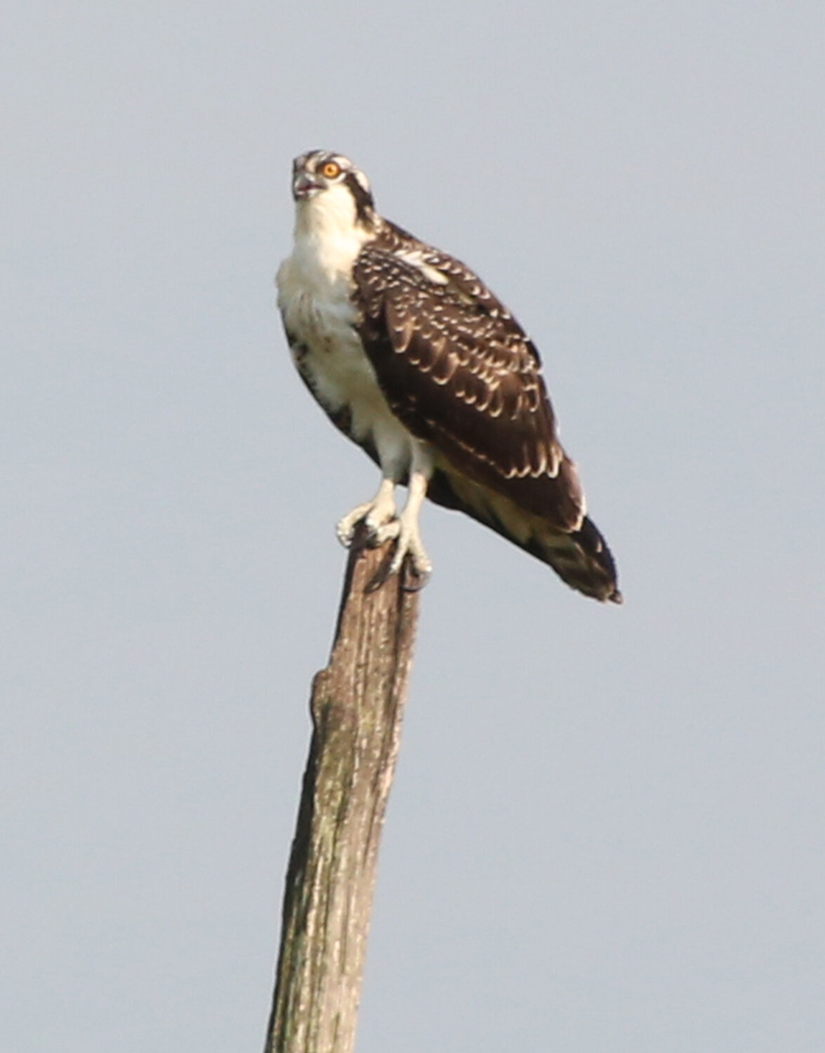 From a dead treetop, an osprey studies the waters around the Blackwater National Wildlife Refuge in Dorchester County, Maryland.