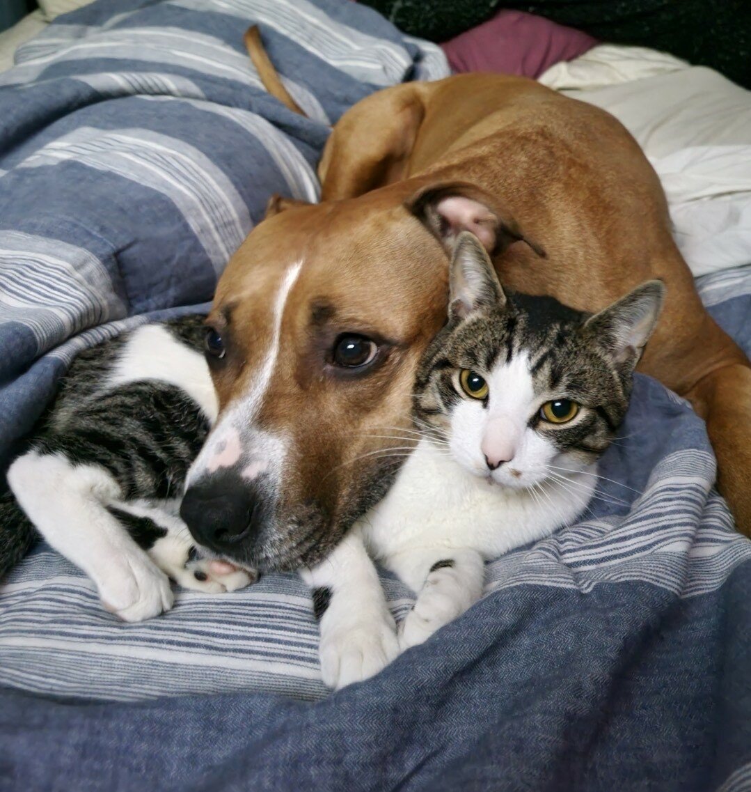 Indie the dog and Kon the cat won the 2023 Delaware Star Pets Photo Contest. Photo by Chris Young and Laura Matusheski of Newark, Del.