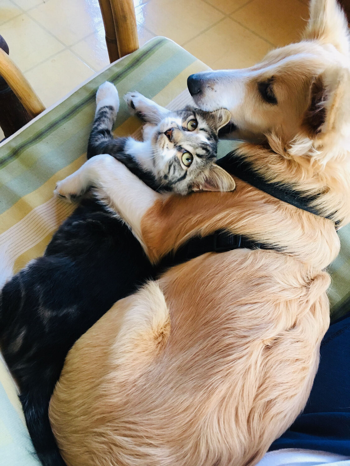 Stormy the cat and Stella the dog won the 2023 Maryland Star Pets Photo Contest. Photo by Barbara Outten of Crisfield, Md.