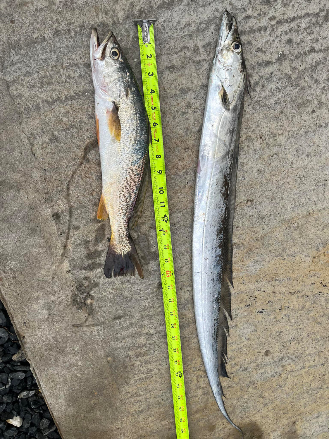 Bowers Bayside Bait and tackle reported ribbonfish and weakies being caught from shore at Bowers Beach.