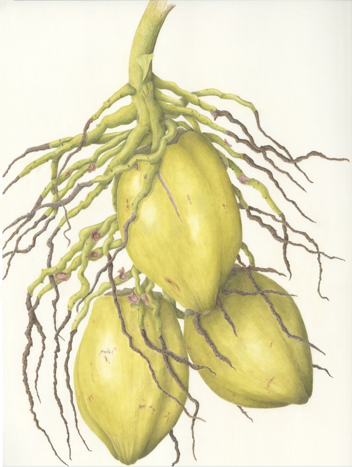“Cocos nucifer, Water Coconut” by Judy M. Thomas. Thomas taught a colored pencil drawing class in August. It kicked off a series of botanical art programs offered in the coming months at Adkins Arboretum.