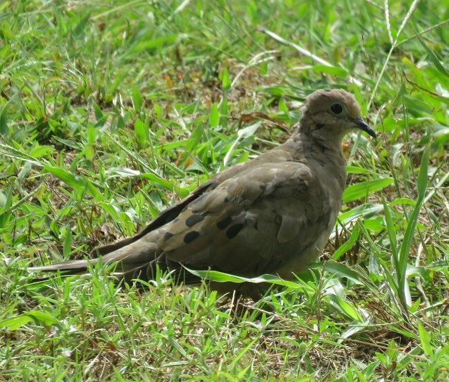 Arthur Weidner of Milford took this photo of a dove off Wells Road in Milford on Aug. 17. To contribute your scenic photos of our area, email newsroom@iniusa.org. Photos must include your name, where and when your photo was taken and where you live. Share your photos with @delawarestatenews on Instagram using #scenicdelaware. To see more Scenic Delaware photos, visit the Scenes from Bay to Bay section at BaytoBayNews.com. .........
