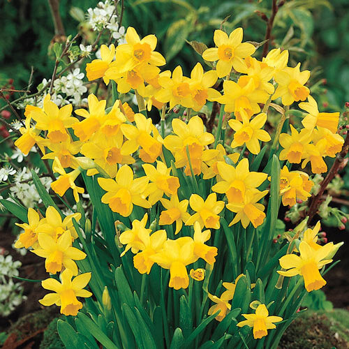 Daffodils are one the more common spring bulbs
