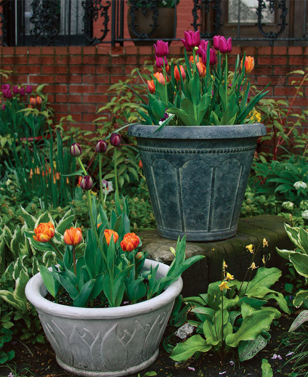 Gardeners can plant their bulbs in pots or in the ground.