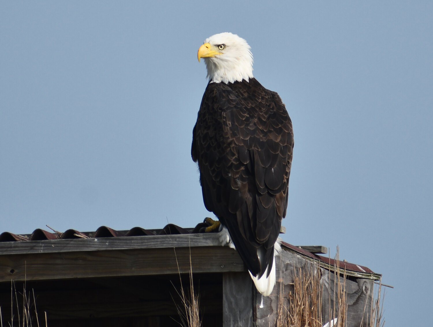 We saw this eagle on the Broadkill River this past Saturday afternoon scoping out his flooded hunting grounds and us.