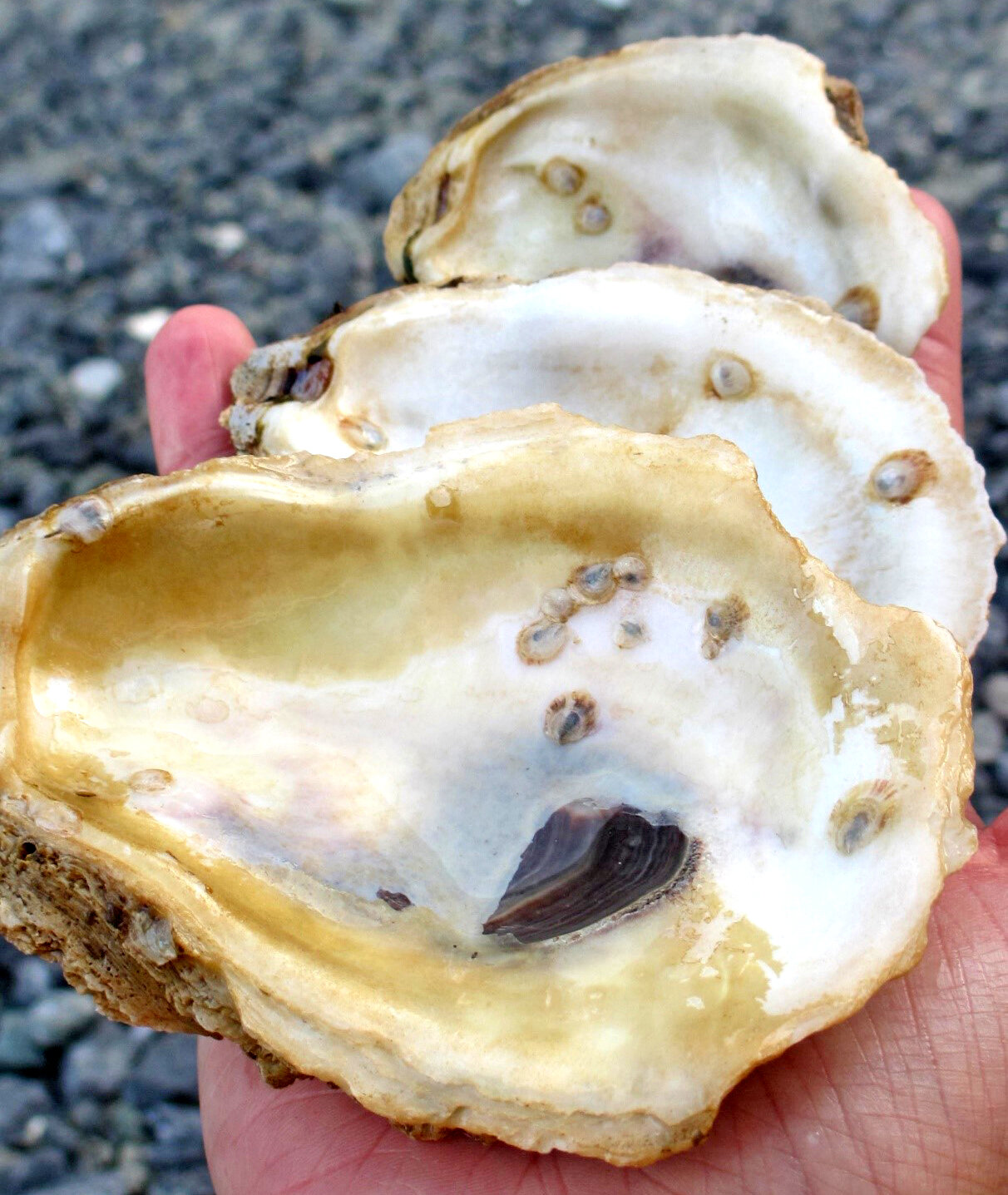 Oyster spat, or juvenile oysters, are seen attached to these shells.