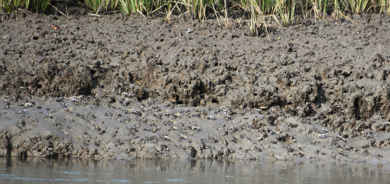 These mud banks are covered with fiddler crabs. Always fish against the mud banks. Occasionally these crabs drop into the water, while the fish just sit there and eat.