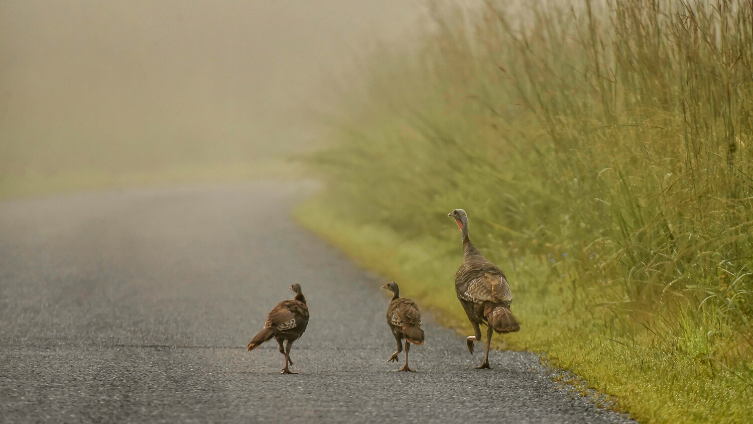 The winning photo from Delaware Department of Natural Resources and Environmental Control’s 2022 Delaware Watersheds Photo Contest was “Turkey Trot” by Kimberly Barksdale, taken while “leaving Bear Swamp” in the Leipsic River Watershed.