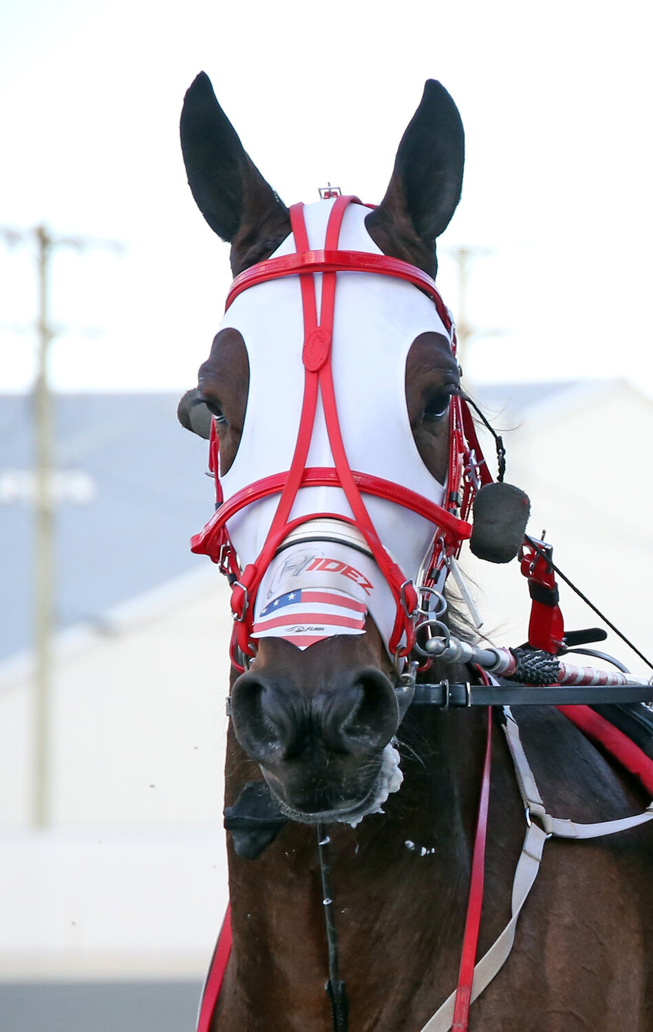 Unbelievable Kemp heads to the Winner's Circle after the second race Wednesday night at Harrington Raceway.