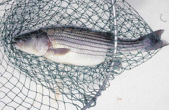 Maryland Department of Natural Resources reported that its annual seine survey of state waters for juvenile rockfish yielded an average of just 1.02 little striped bass per net haul, far below the long-term average of 11.1. That is the second lowest tally since 1957.