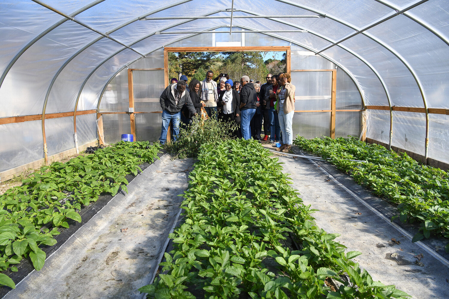 Participants in the Small Farms Conference hosted by UMES Nov. 2-4 visit Tallawah Farms on Stewart Neck Road on the second day.