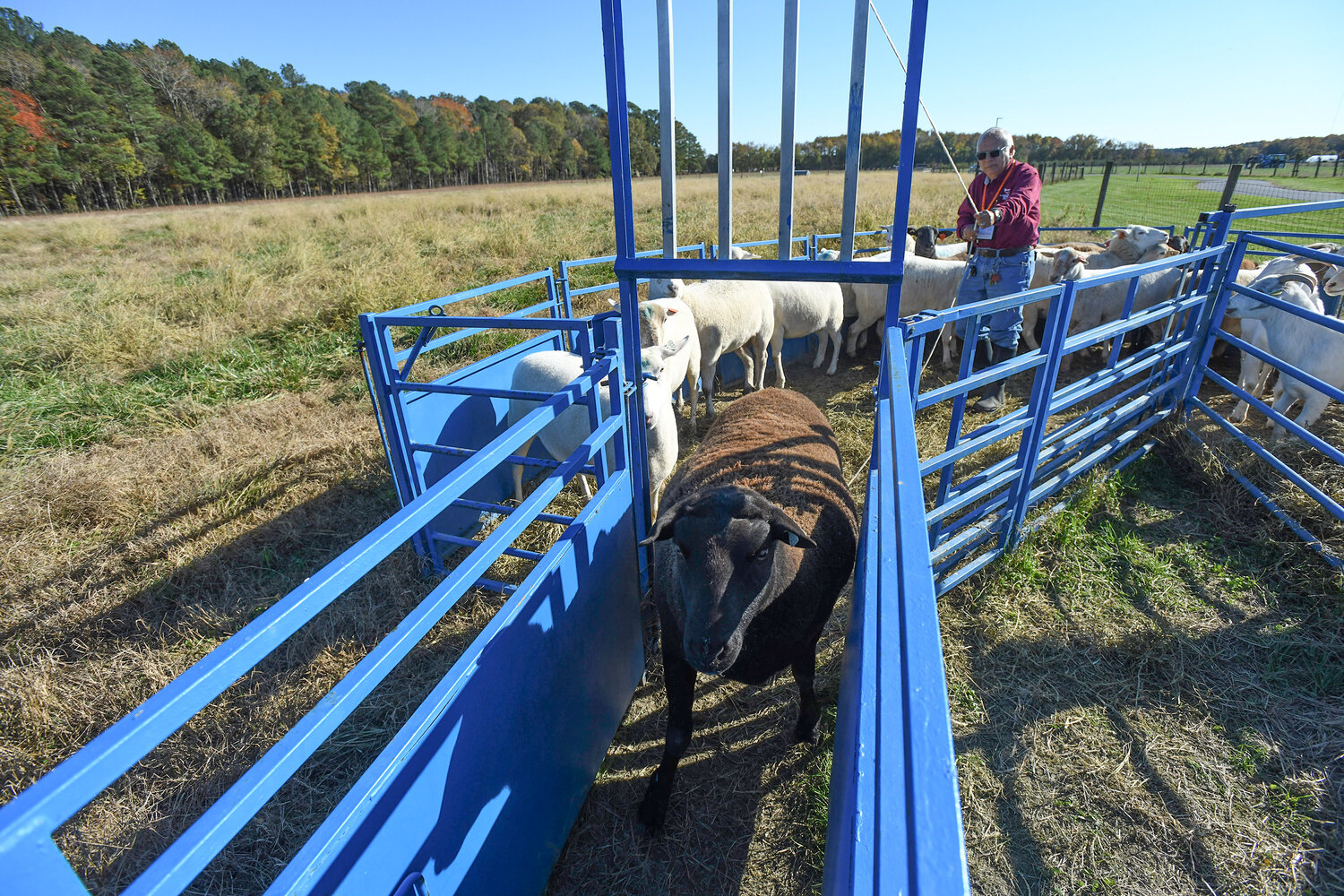 Dr. Enrique Nelson Escobar, an Extension Specialist in small ruminants, opens the chute to release sheep from their pen during the 2023 Small Farms Conference.