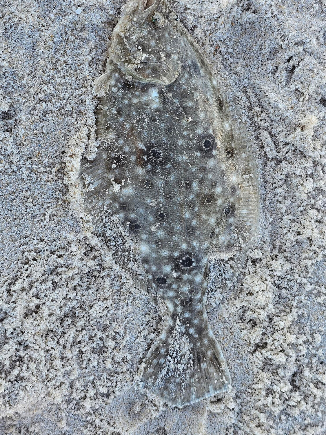 This flounder was caught in the surf at Assateague by George's crew.