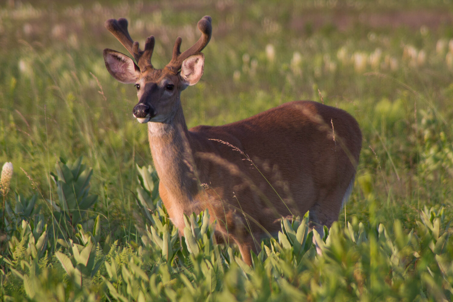 Delaware deer hunters have plenty targets to aim at | Bay to Bay News