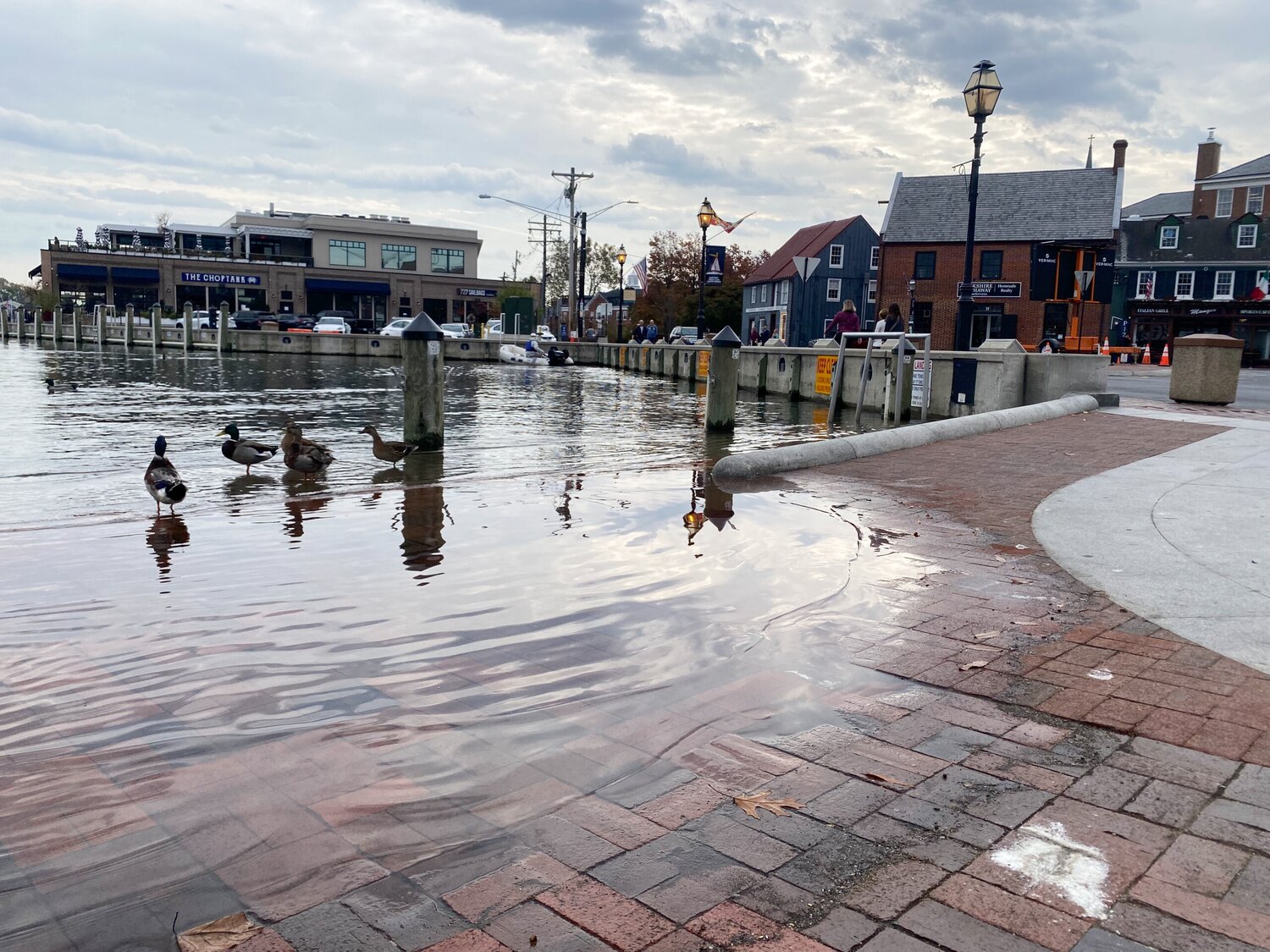 Ducks stand on the edge of Annapolis, Maryland's City Dock, as water overflows onto the walkway. The City Dock resilience plan includes physical barriers along Ego Alley, which some environmentalists say could negatively impact wildlife.