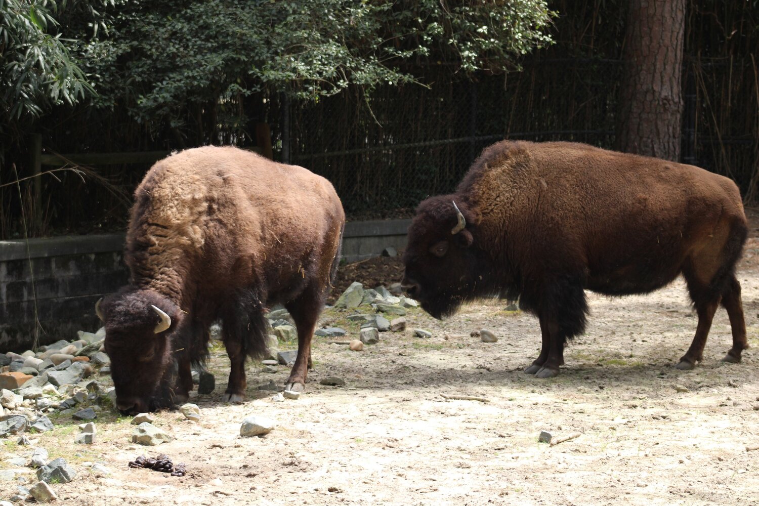 The Salisbury Zoo maintains two bison in its collection.