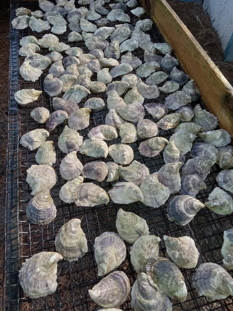 Rehoboth Bay Selects LLC aquaculture oysters from their inland bay farm.