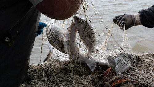 Maryland Department of Natural Resources biologists survey and tag striped bass in the Chesapeake Bay as part of the annual survey of the population.