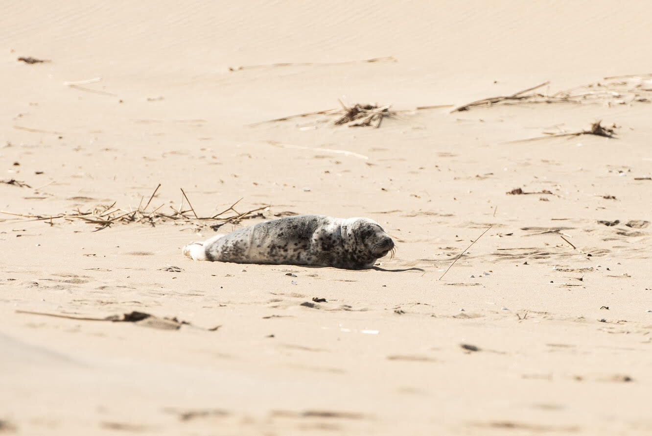 Marine Education Research and Rehabilitation (MERR) Institute rescued a young gray seal pup in Bethany Beach Feb. 9.