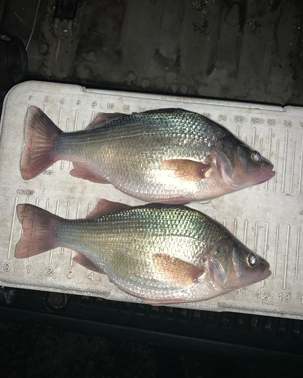 What You Need To Catch White Perch With Bloodworms In Winter