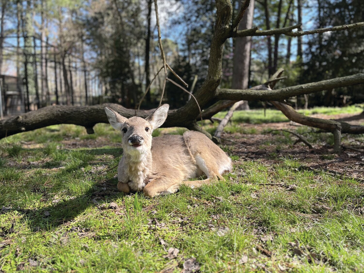 The Salisbury Zoo recently welcomed a second white-tailed deer, Rosie. (Photo courtesy Salisbury Zoo)