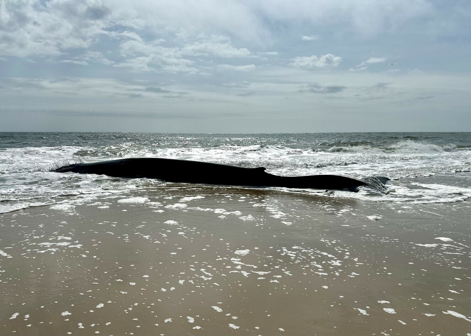 This fin whale beached itself Sunday morning, but did not survive until Monday morning, DNREC officials confirm. The age and gender of the 50 foot long animal has not been released, and no plans have been made public for the body, as of Monday afternoon.