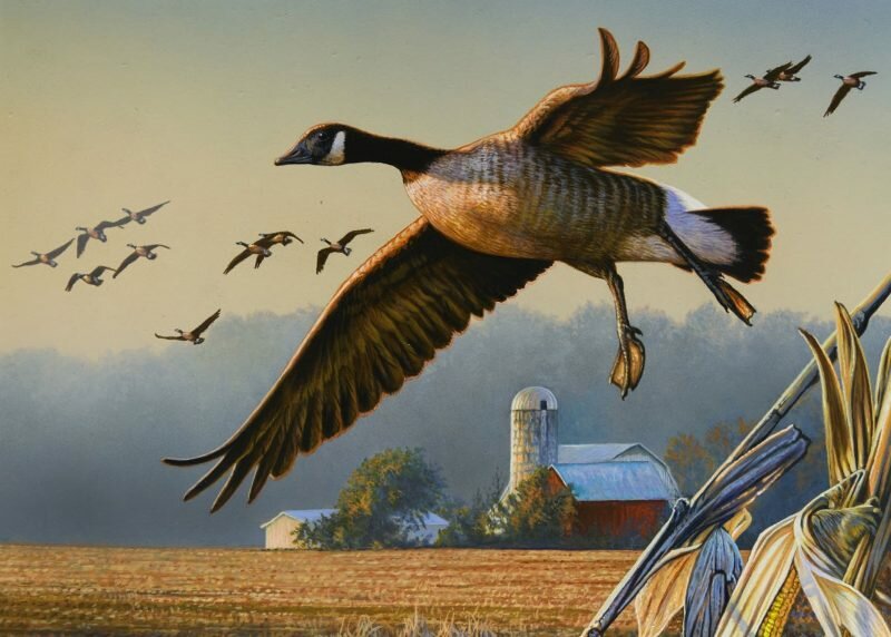 Waterfowl, trout stamp winners announced Bay to Bay News