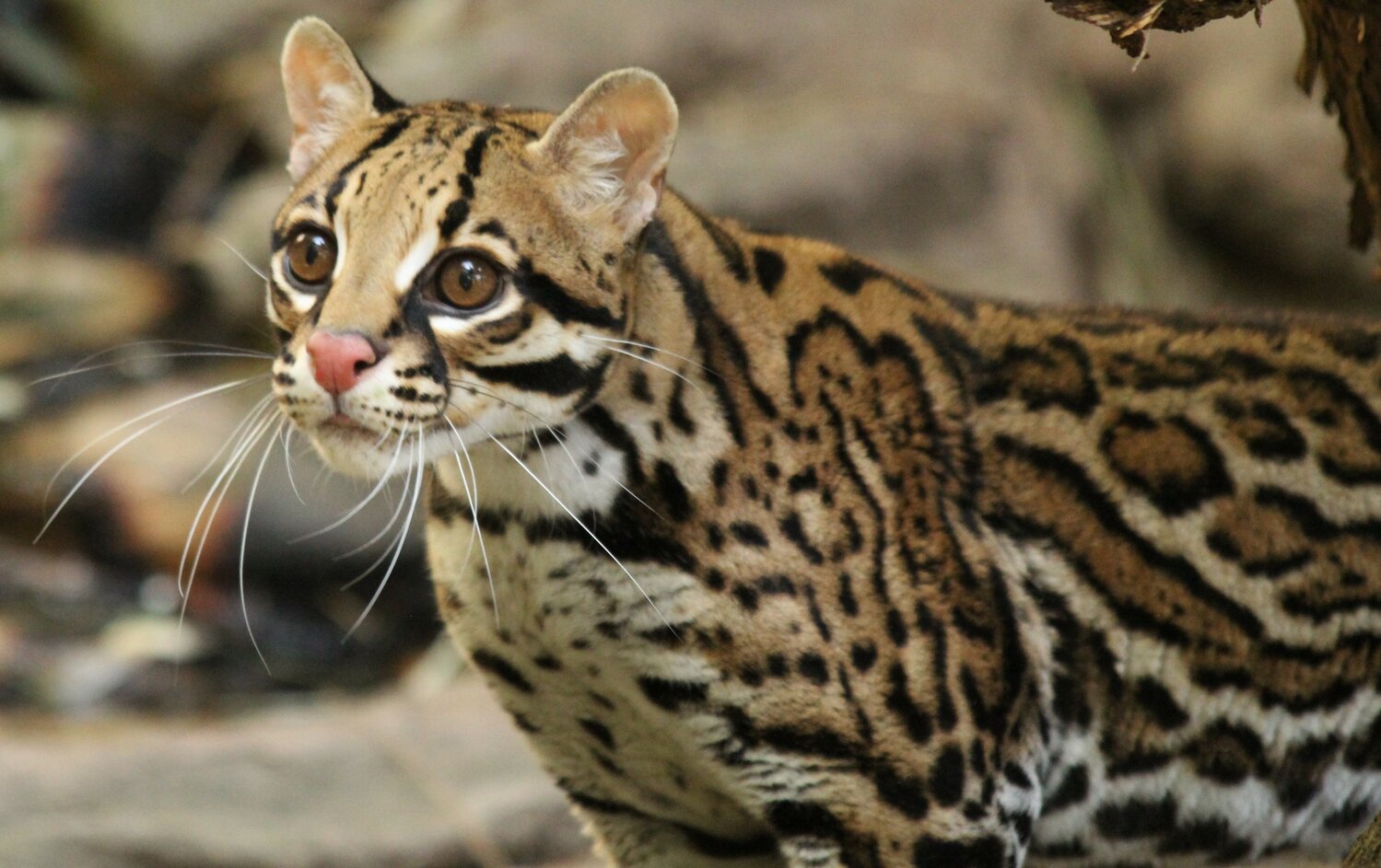 Salisbury Zoo’s Ocelot Anahi relocates to Buffalo Zoo for breeding ...