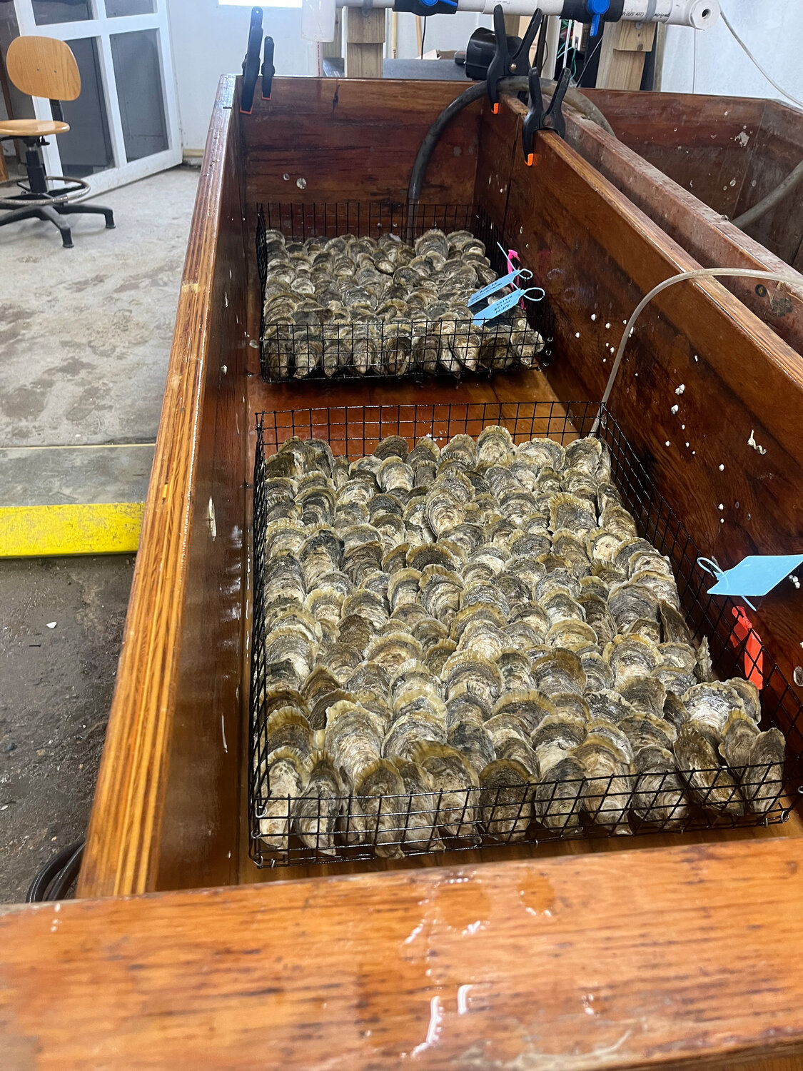 Crusade for crustaceans: Oyster farming a growing industry in First ...