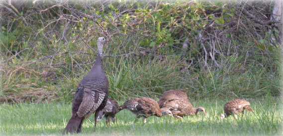 Public asked to assist DNR with wild turkey survey