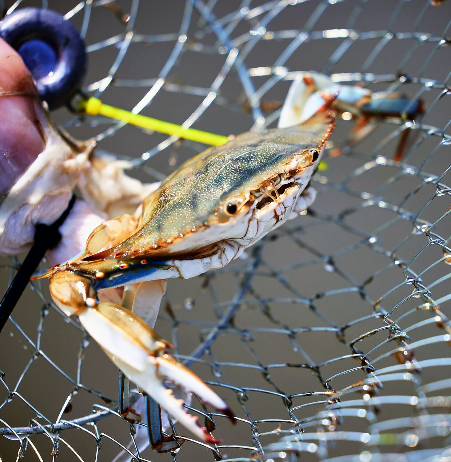 Crabbing opportunities abound in Delaware, Maryland; get licenses - Bay to Bay News