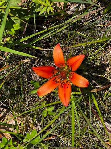 Maryland updates list of rare, threatened, and endangered plants found in the state