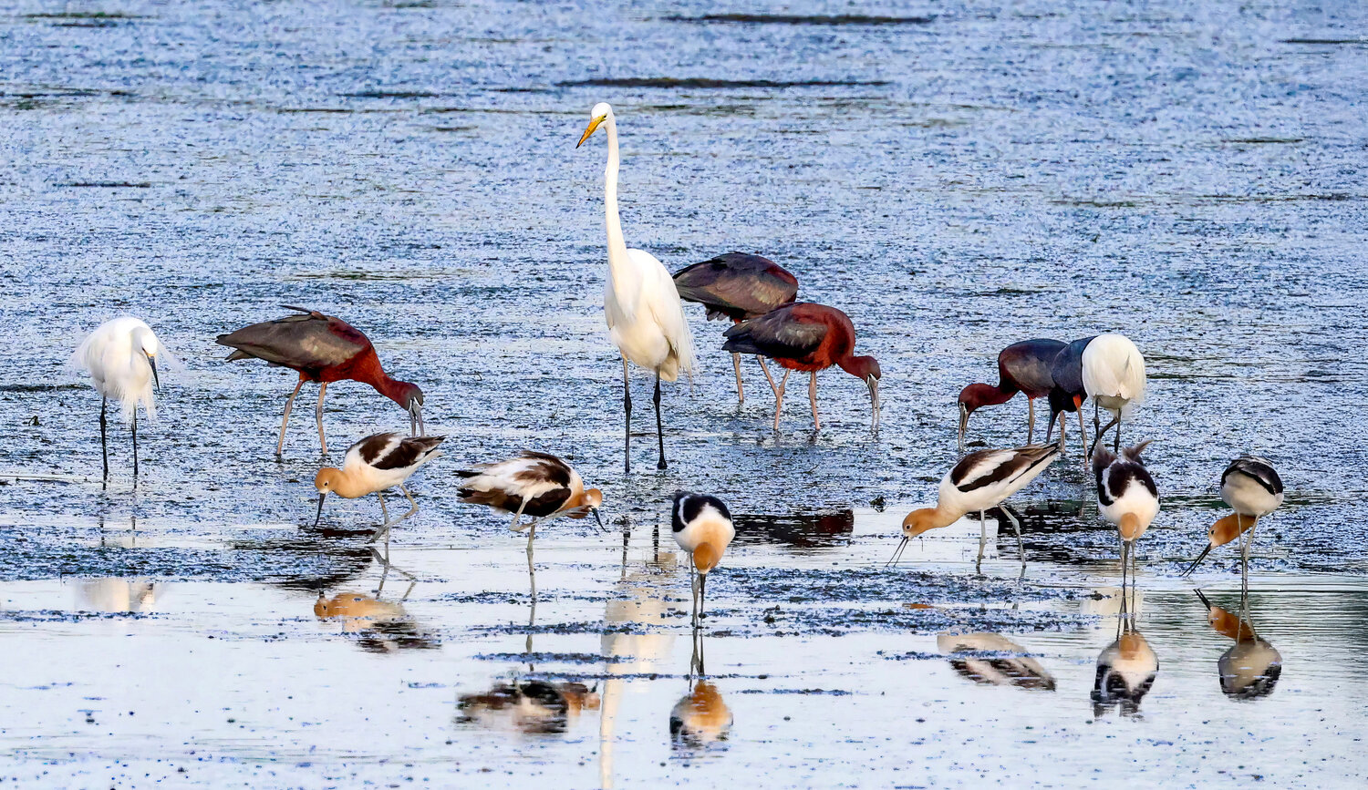 Birds on the beach