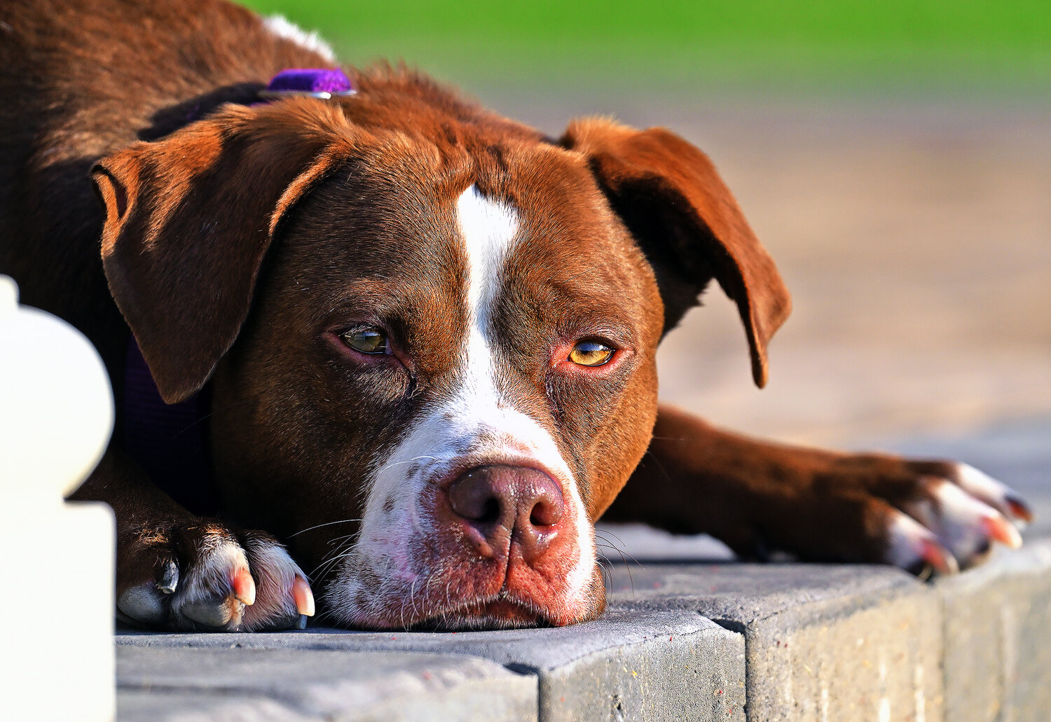 Animal advocates urge shielding pets from heat, fireworks - Bay to Bay News