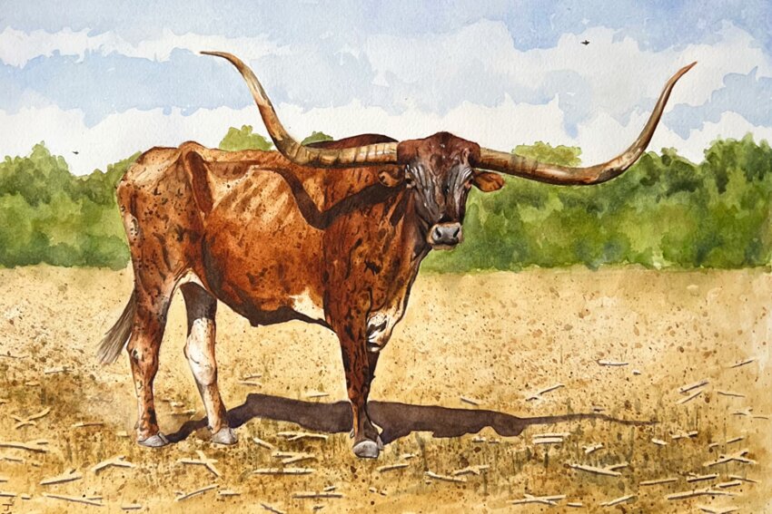 Senior Year: &ldquo;Ghost of the Whitebrush&rdquo; (watercolor)  Place: Champion, San Antonio Stock Show
