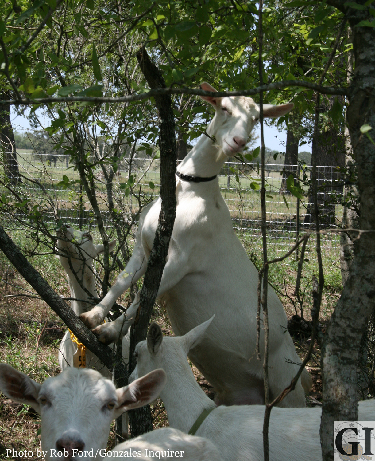 One of Kelly Allen’s dairy goats hits the heights en route to a dinner of fresh mesquite leaves.
