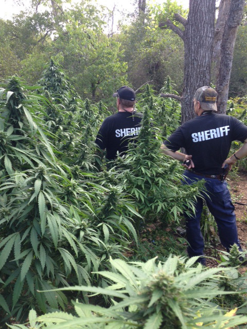 Gonzales County Sheriff’s Office deputies were almost dwarfed by a multitude of marijuana plants recovered during last Wednesday’s raid near Waelder.