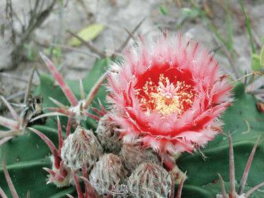 AUGUST – Beauty among the spines. The flower of a ferocactus offers a colorful bloom
