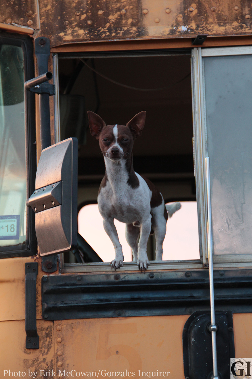 Loyal companion Frodo peers out the bus window while this reporter was busy bothering his owner at the intersection of Hwys. 90 and 304.