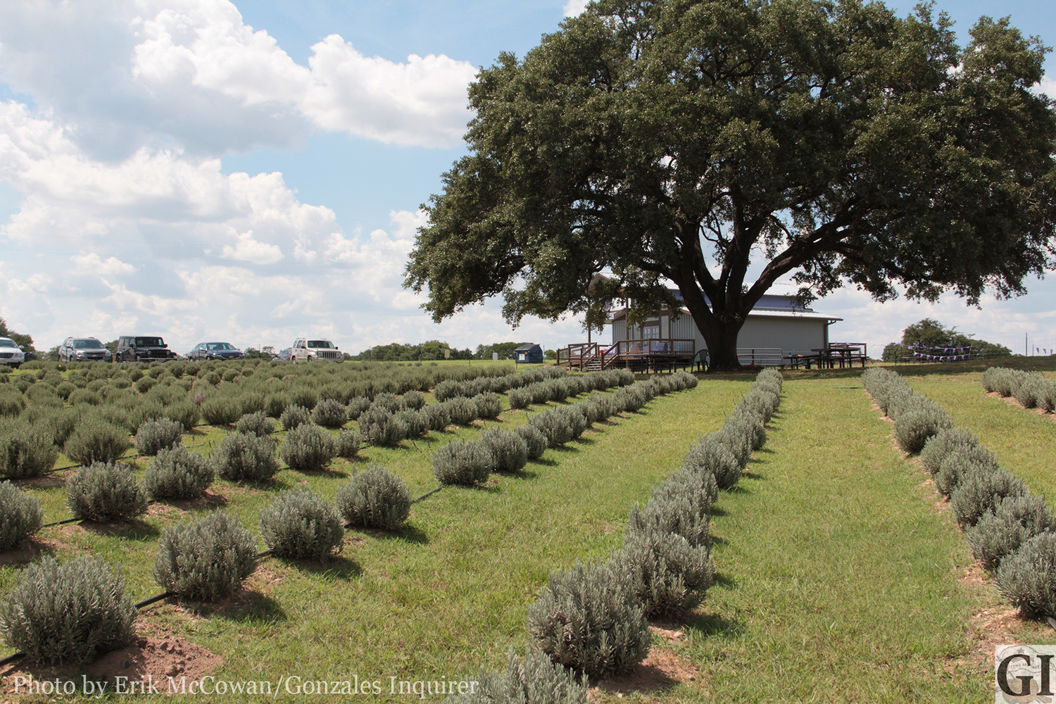 Just north of I-10 and east of U.S. 183 sits Luling Lavender Fields, where a local family is hoping to establish a new market for these sweet-smelling purple buds.