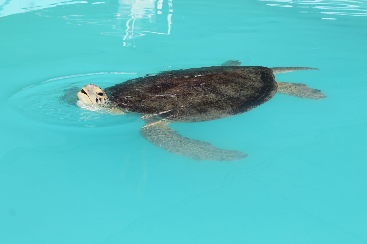 The Sea Turtle Rescue Hospital performs research on the giant turtles, including DNA to blood sampling. The hospital has its own operating room, and then rehabs the sea turtles until they are able to live on their own and re-enter their native habitat. Bubba, the giant sea turtle seen here in his own holding tank, has been treated for Ocular Fibropapilloma and is getting ready to be released into the Gulf of Mexico.